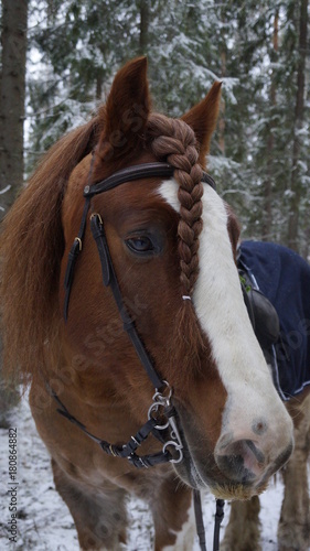 A tinker horse in the wood from Sweden 