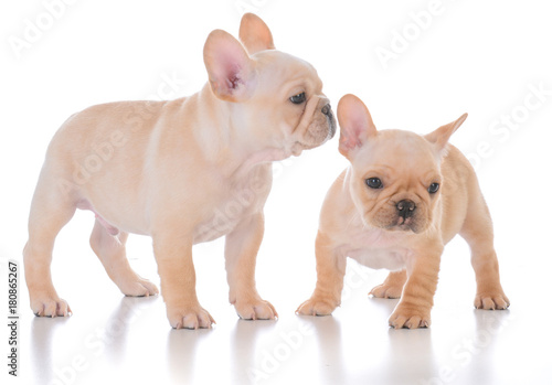 two french bulldog puppies © Willee Cole