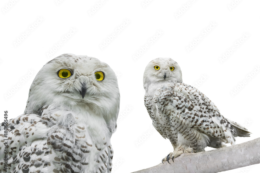 Obraz premium owl (Nyctea scandiaca)