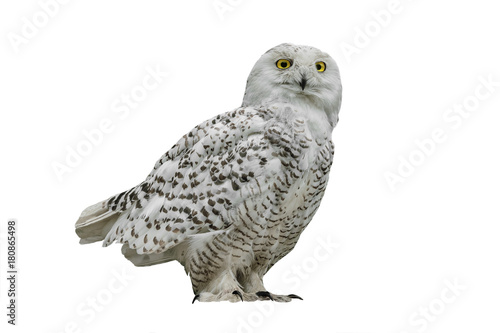 owl (Nyctea scandiaca) photo