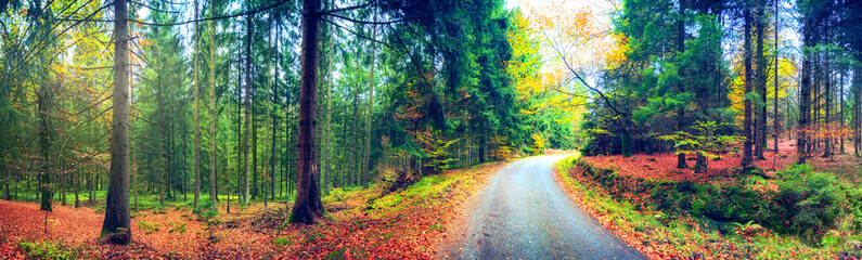 Panoramic autumn landscape with forest road. Fall nature background