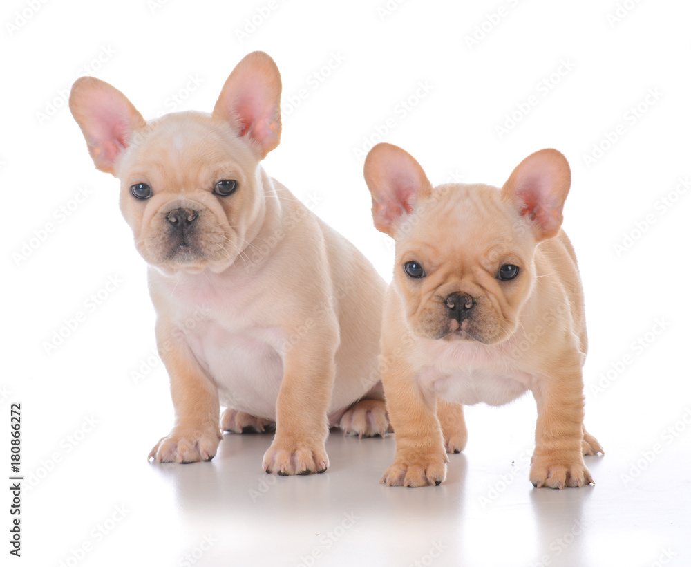 two french bulldog puppies