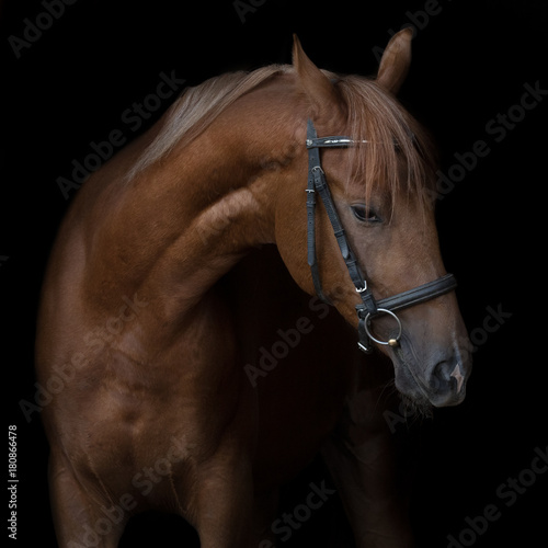 Portrait of red horse isolated on a black background