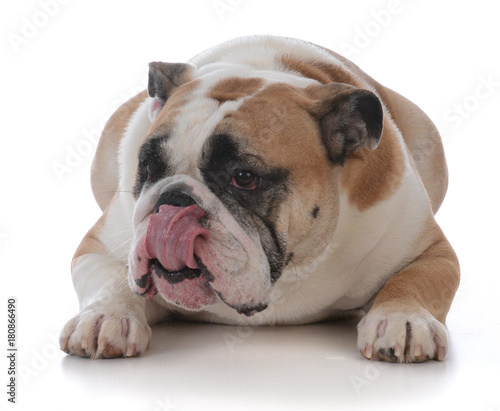 female english bulldog