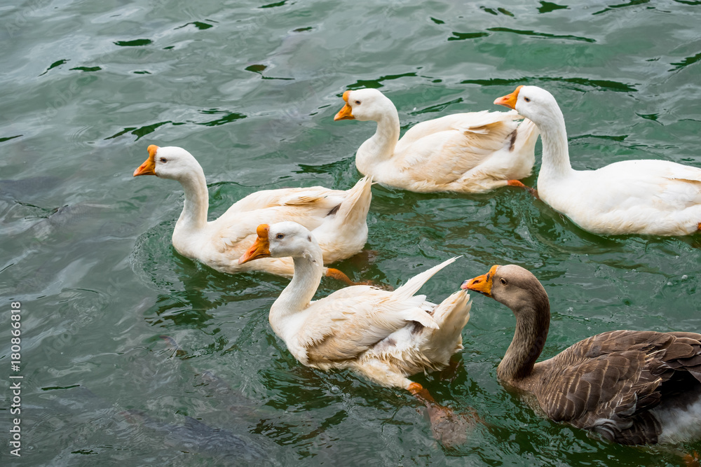 Obraz premium White ducks swimming on the green lake seeking for food.