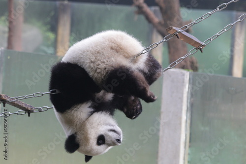 Fototapeta Naklejka Na Ścianę i Meble -  Acrobat Panda on the String