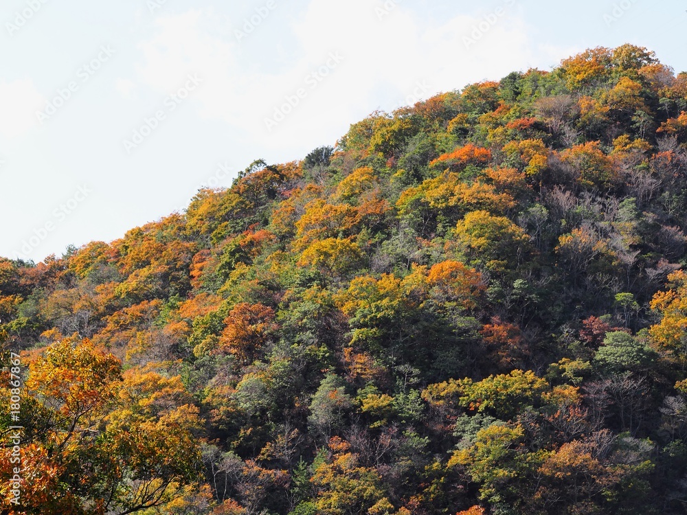 里山の紅葉