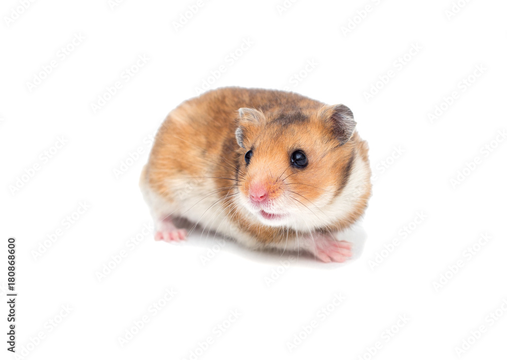 Syrian hamster on a white background Syrian hamster on a white background