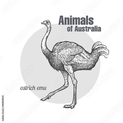 Ostrich Emu bird.