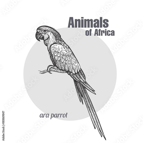 Ara parrot bird.