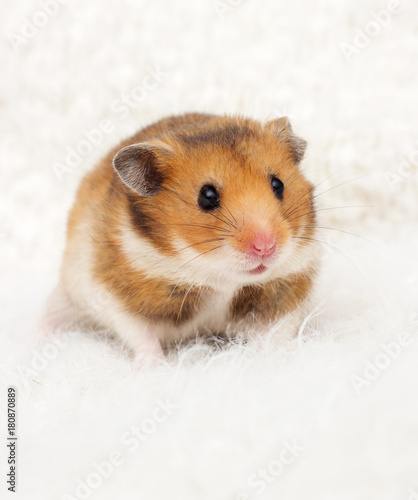 cute syrian hamster in a fluffy background