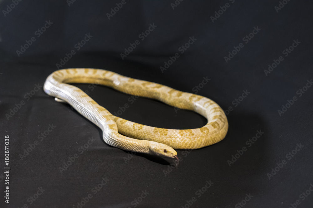 Obraz premium Creamsicle Corn Snake Elaphe guttata guttata isolated on black background