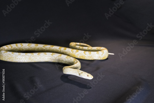 Creamsicle Corn Snake Elaphe guttata guttata isolated on black background