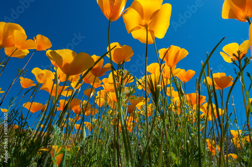 Mexican Poppies