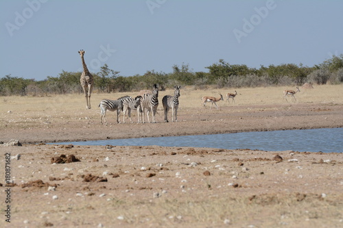 Etosha National park