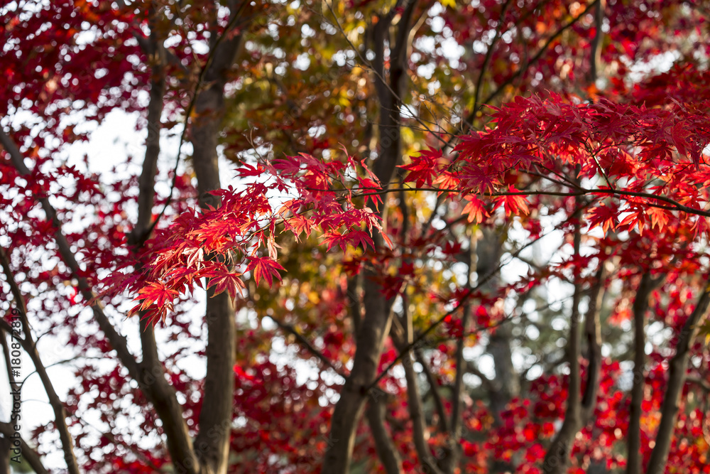 autumn and leaves