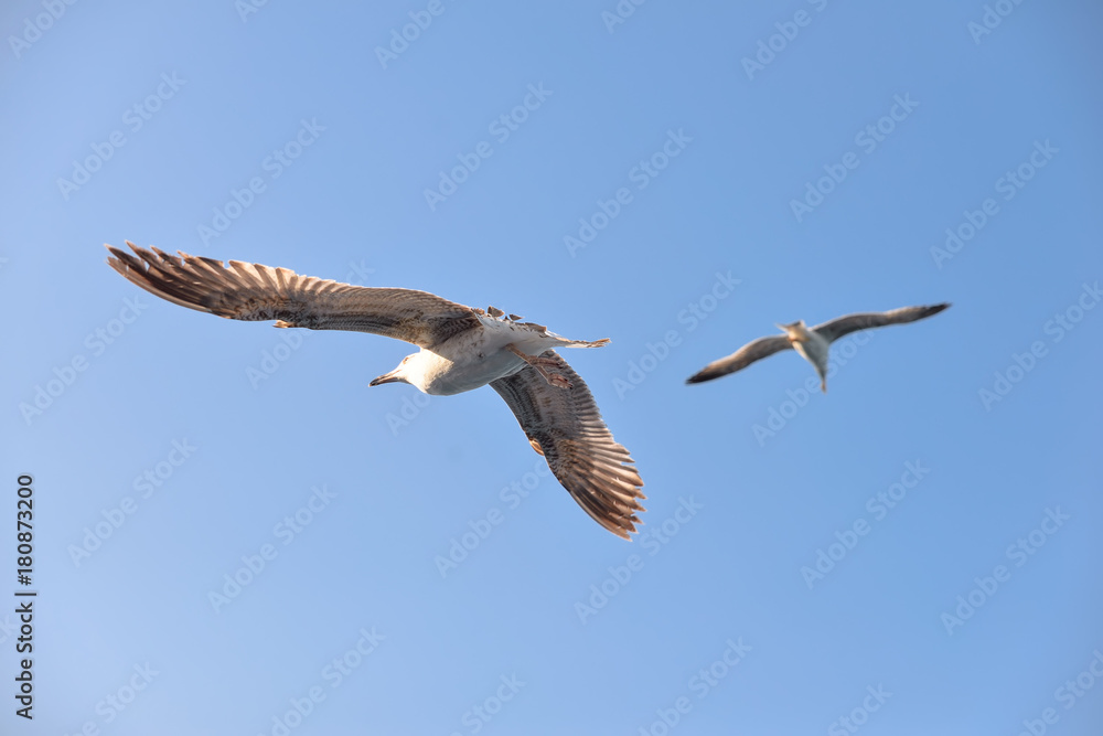 Gulls in the sky 