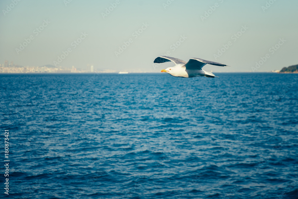Naklejka premium Gull in the sky 