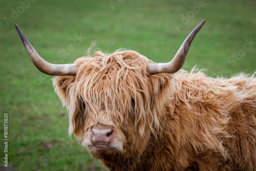 Highland cow with horns side view with head looking front