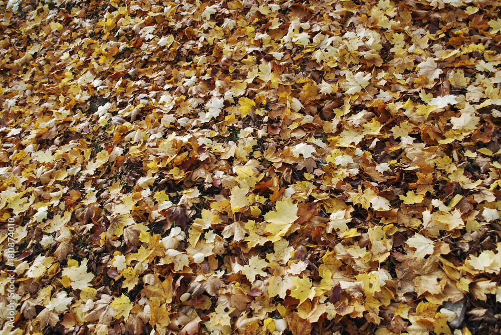 Yellow maple leaves lie on the ground. Autumn background. Yellow maple leaves lie on the ground. Autumn background.