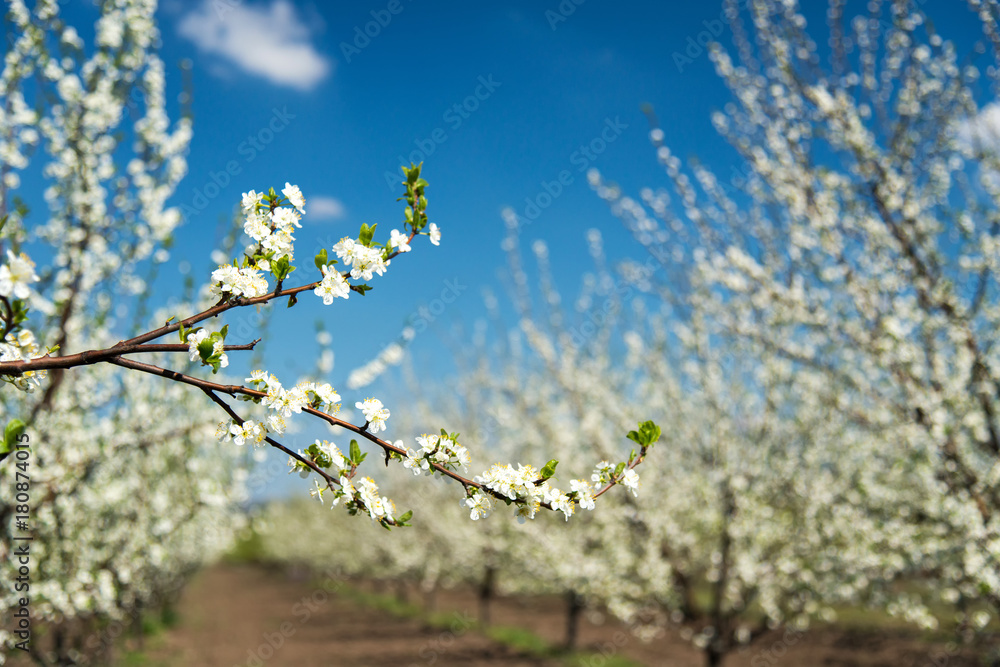 Blooming branches of cherry against the blue sky