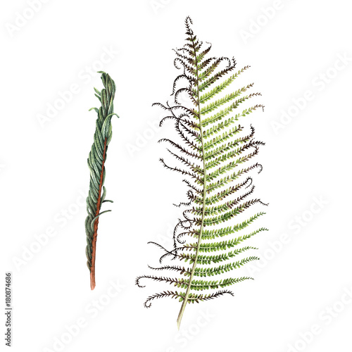 Fern, watercolor, can be used as greeting card, invitation card for wedding, birthday and other holiday and summer background