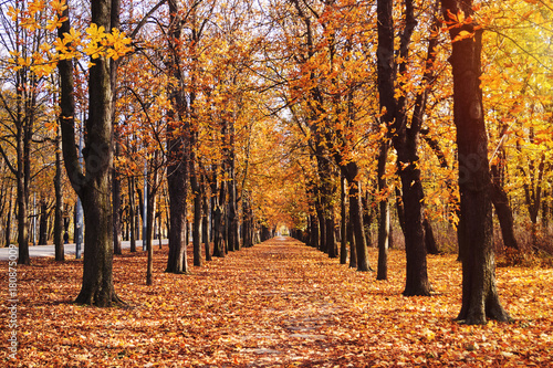 Hauptallee in Prater Park in Vienna, Austria photo