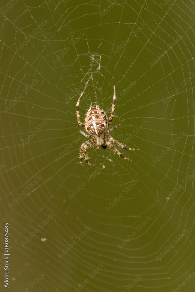 Obraz premium Spider in web