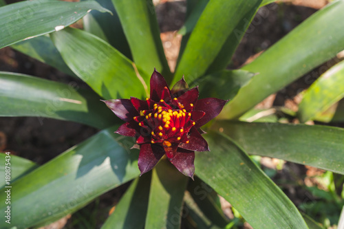 red beautiful flower in garden.