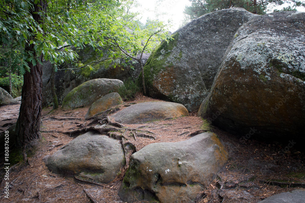 Forêt de Fontainebleau