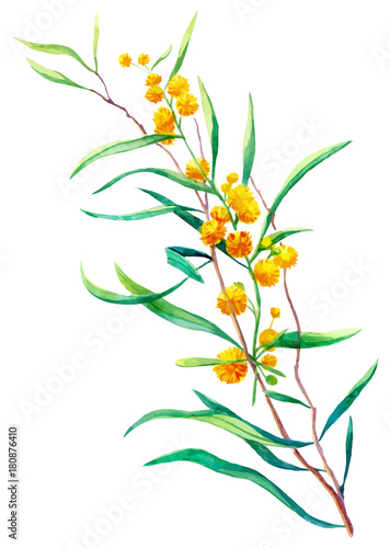 yellow mimosa flowers watercolor illustration © brontazavra