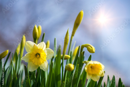 Fototapeta Naklejka Na Ścianę i Meble -  Blooming spring flowers daffodils in early spring garden