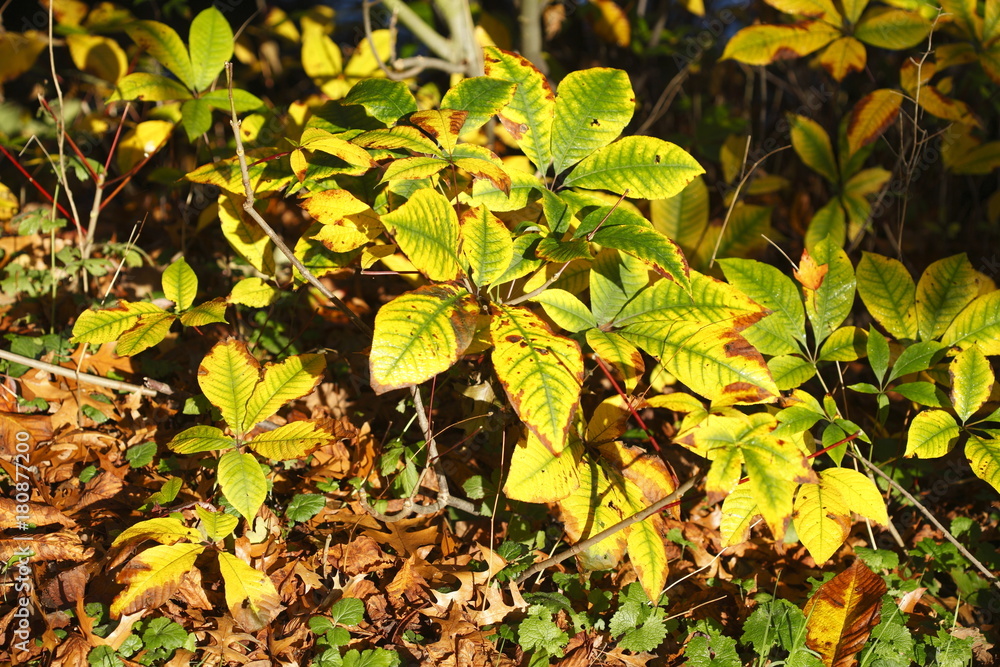 bunt verfärbtes Herbstlaub bunt verfärbtes Herbstlaub