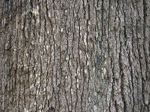 bark of grevillea robusta southern silky oak