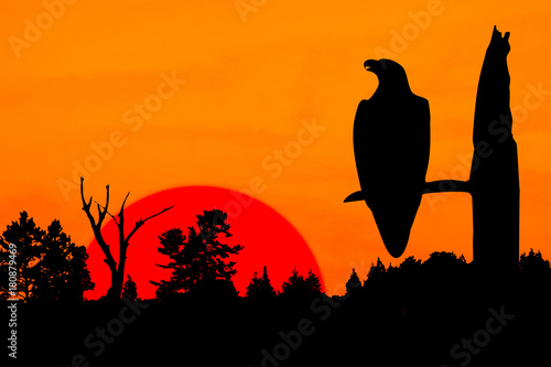 Fototapeta Naklejka Na Ścianę i Meble -  Silhouette of Peaceful Eagle at Sunset