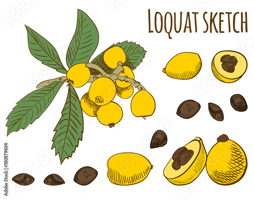 Loquat colored sketch isolated on white. VECTOR illustration.