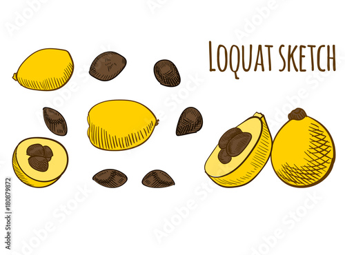 Loquat colored isolated on white. VECTOR illustration.
