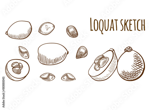 Loquat outline drawing isolated. VECTOR illustration set.