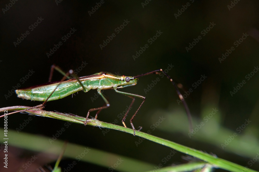 Fototapeta premium grasshopper