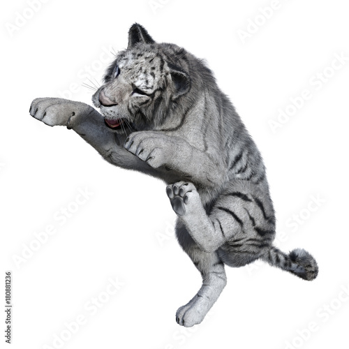 Fototapeta Naklejka Na Ścianę i Meble -  3D Rendering White Tiger on White