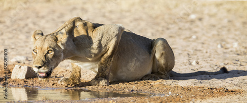 Fototapeta Naklejka Na Ścianę i Meble -  Large lioness drinking water from a small pool in the Kalahari on hot dry day