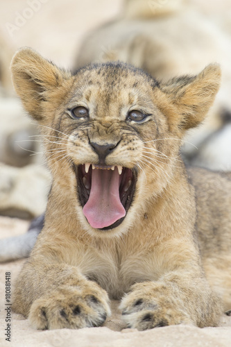 Fototapeta Naklejka Na Ścianę i Meble -  Close-up of a small lion cub yawning on soft Kalahari sand