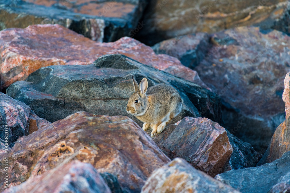 A Cottontail Rabbit Playing on the Rocks A Cottontail Rabbit Playing on the Rocks