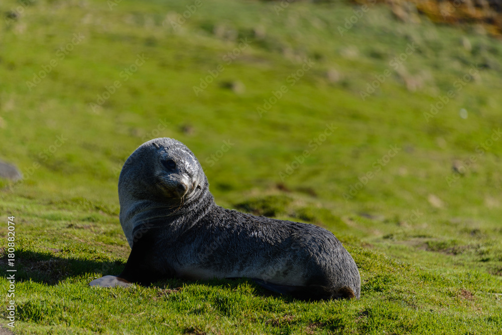 Obraz premium Fur seal