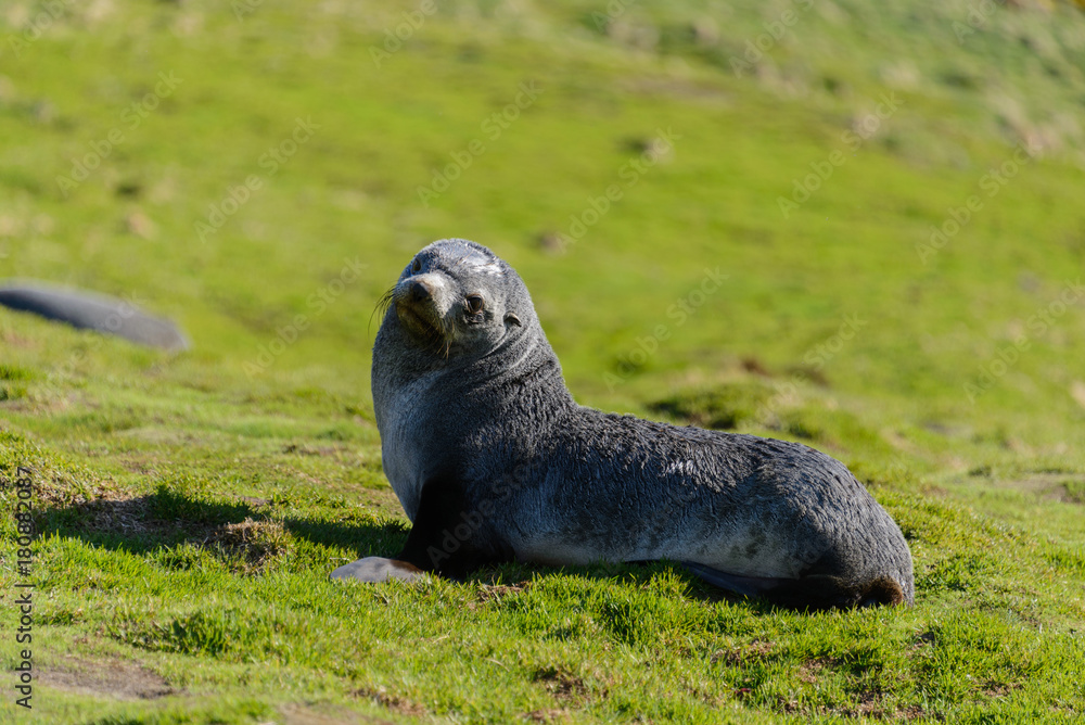 Obraz premium Fur seal