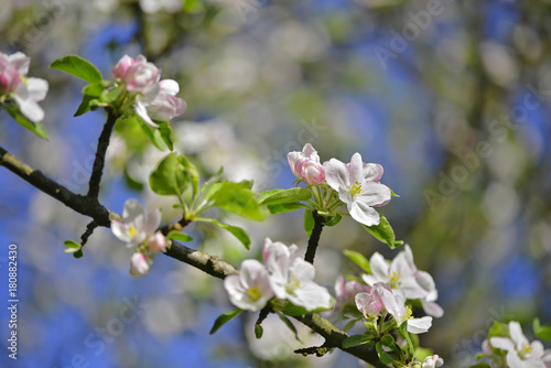blossoming tree