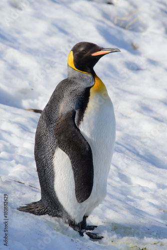 King penguins on South Georgia