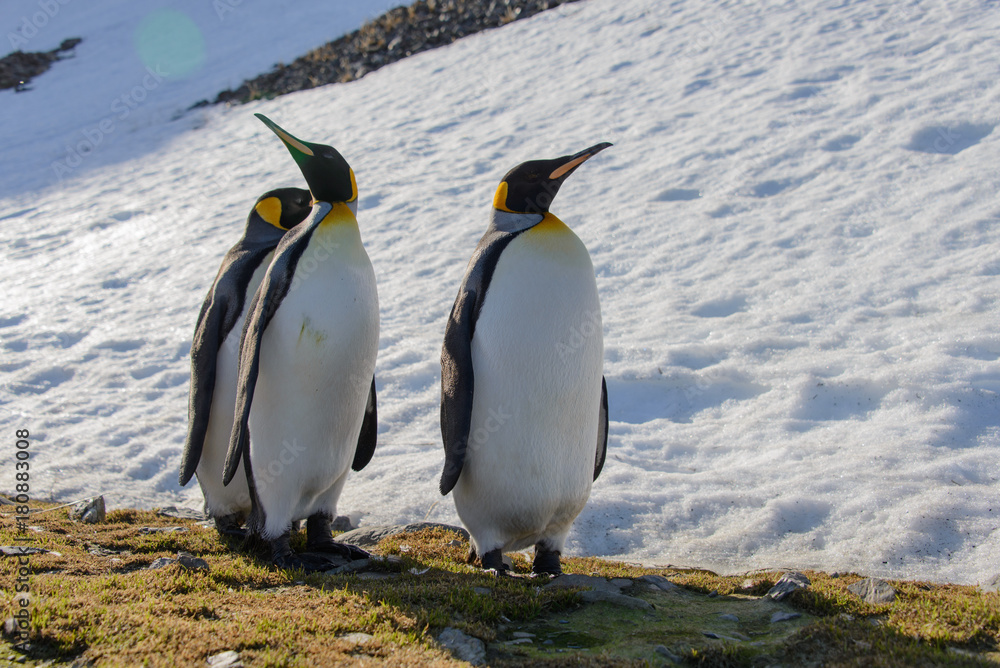 Naklejka premium King penguins on South Georgia