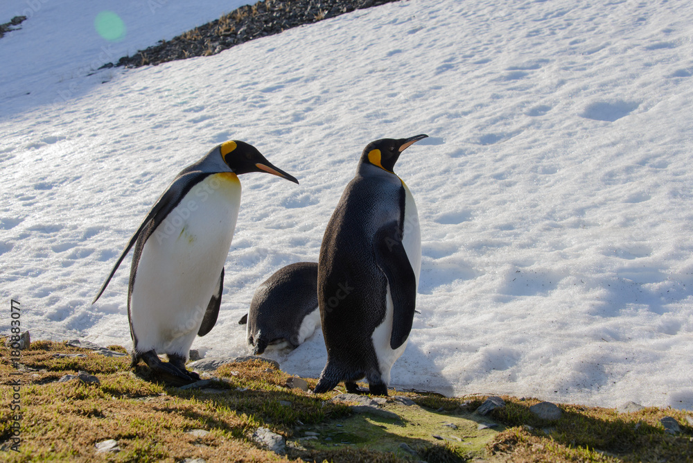 Fototapeta premium King penguins on South Georgia