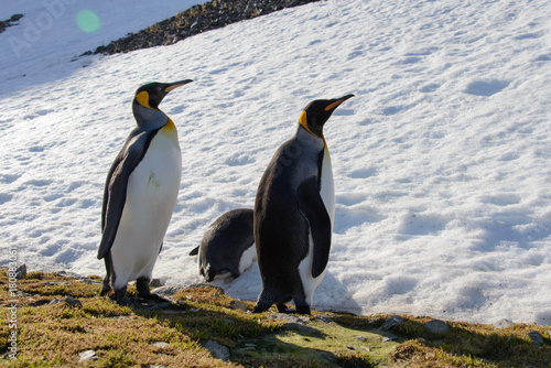 King penguins on South Georgia